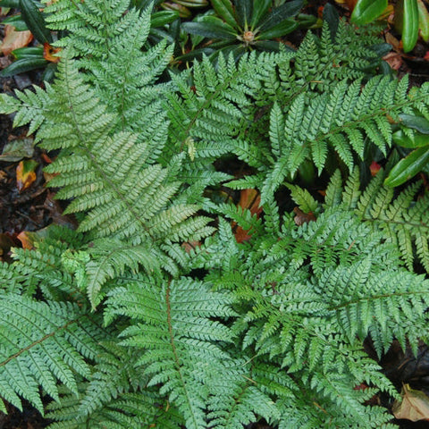 Polystichum makinoi aka Makinoi Holly Fern