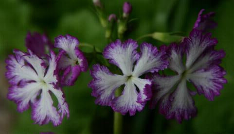 Primula sieboldii 'Lacy Lady'