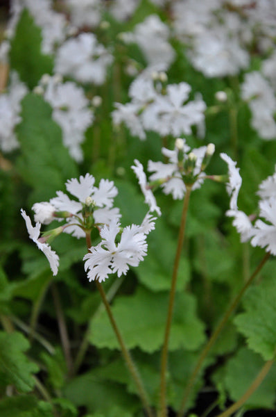Primula sieboldii 'Late Snow'