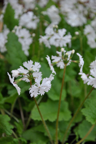 Primula sieboldii 'Late Snow'
