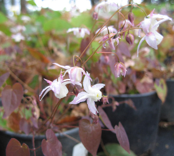 Epimedium x youngianum 'Purple Heart'