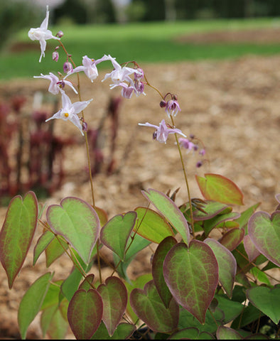 Epimedium x youngianum 'Royal Flush'