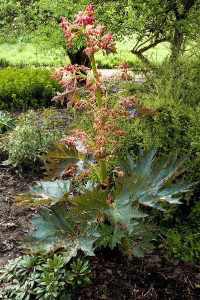 Rheum palmatum var. tanguticum