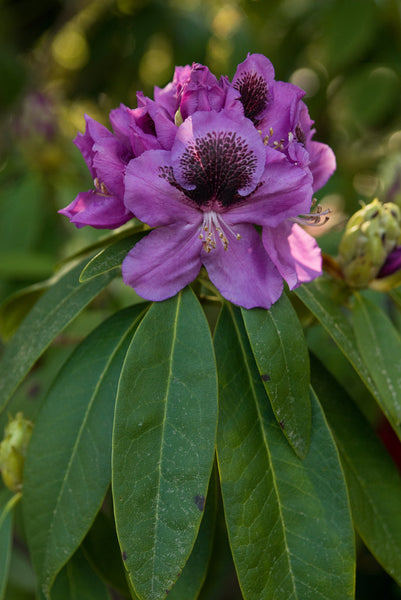 Rhododendron 'Abe Arnott'