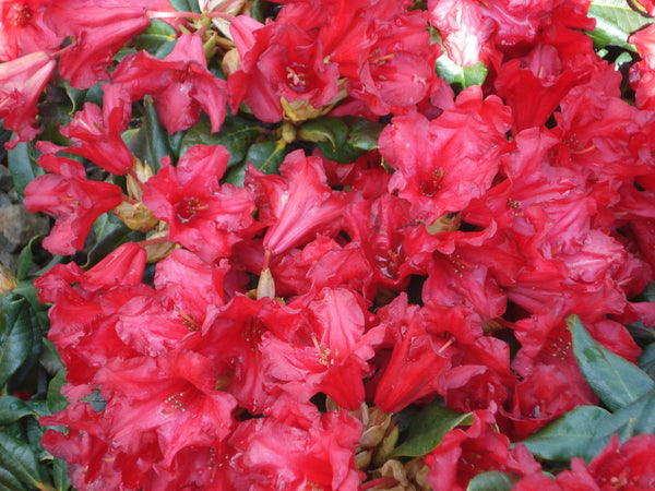 Rhododendron 'Baden Baden'