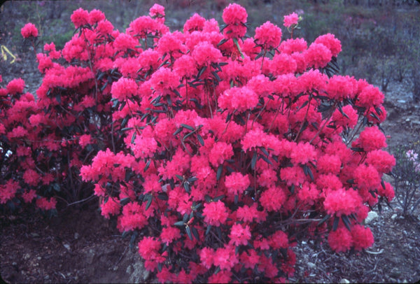 Rhododendron 'Checkmate'