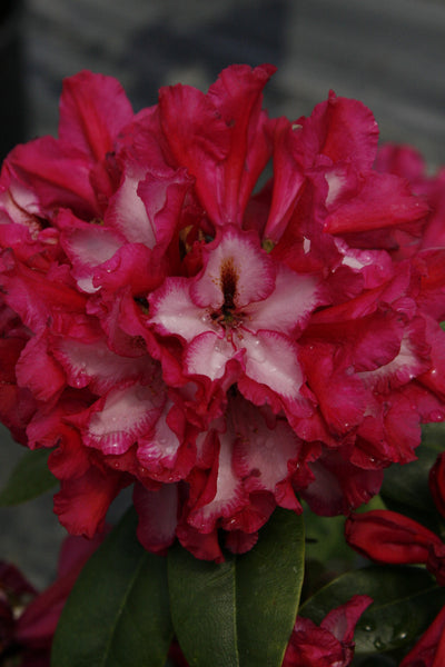 Rhododendron 'Pomegranate Splash'