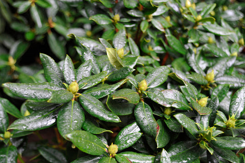 Rhododendron 'Royal Purple'