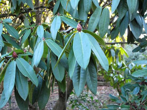 Rhododendron 'Taurus'