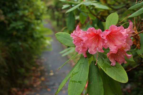 Rhododendron 'Tortoiseshell Wonder'