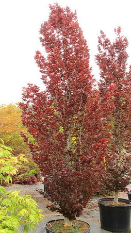 Fagus sylvatica 'Rohan Obelisk'