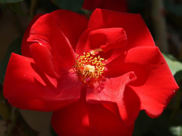 Rosa 'Altissimo'