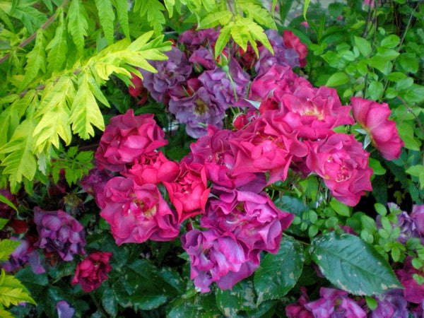 Rosa 'Cinco de Mayo'