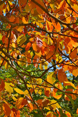 Sassafras albidum