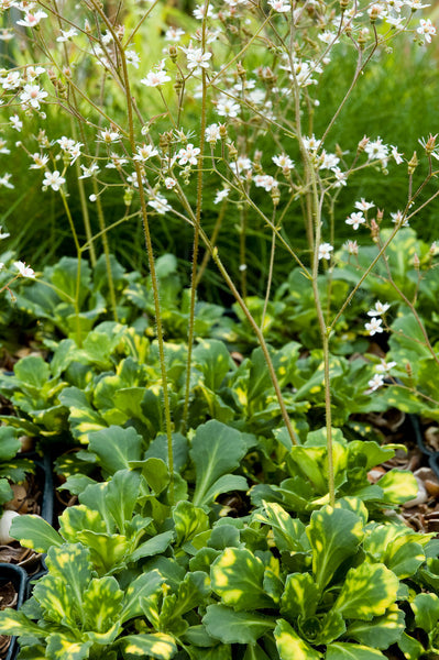 Saxifraga umbrosa 'Variegata'