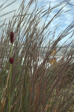 Schizachyrium scoparium 'Blaze'