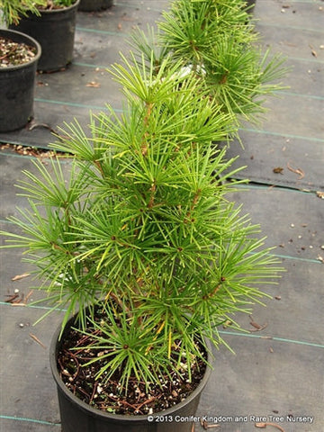 Sciadopitys verticillata 'Gruene Kugel'