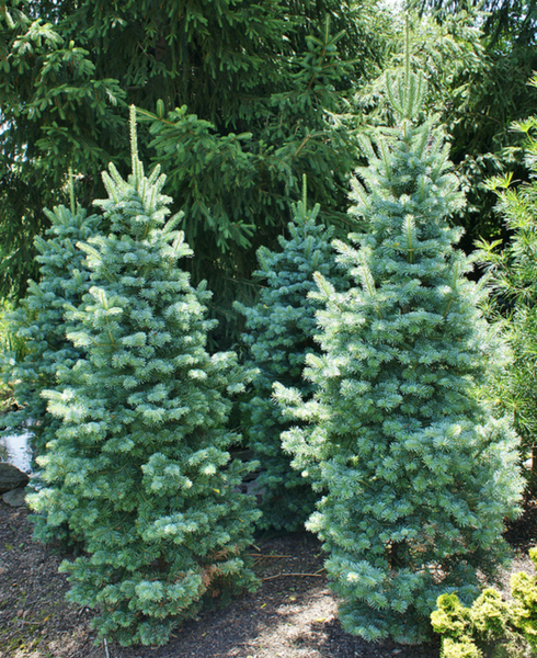 Abies magnifica 'Nana' (aka Dwarf Blue Shasta Fir)