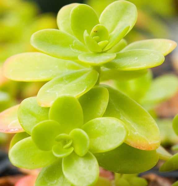 Sedum confusum 'Moonglow'