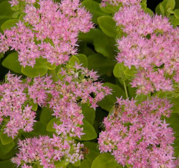 Sedum spectabile 'Steven Ward'