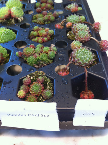 Sempervivum 'Icicle'
