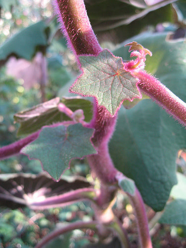 Senecio cristobalensis