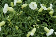 Silene maritima 'Robin Whitebreast'