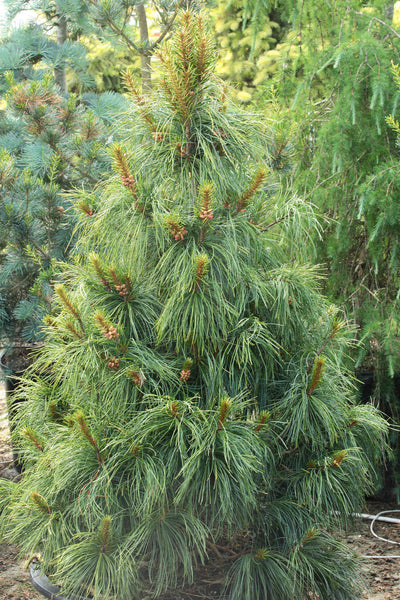 Pinus koraiensis 'Oculis Draconis'