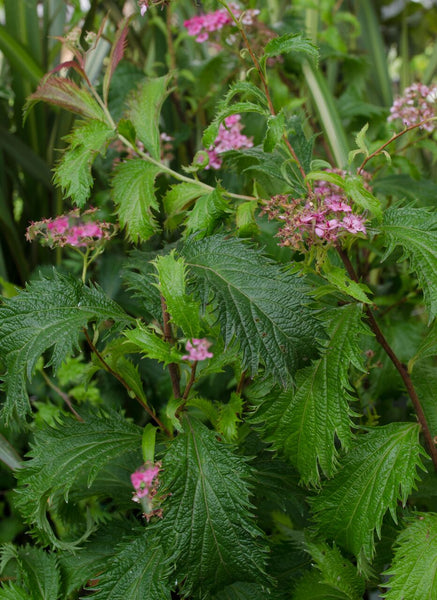 Spiraea nipponica 'Peacock'