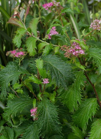 Spiraea nipponica 'Peacock'