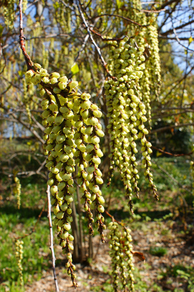 Stachyurus praecox