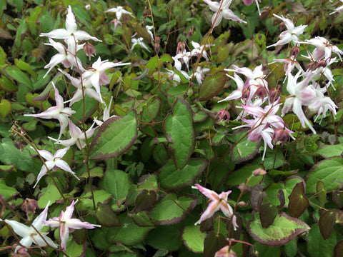 Epimedium 'Starlet'