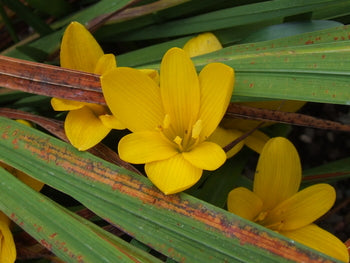 Sternbergia lutea