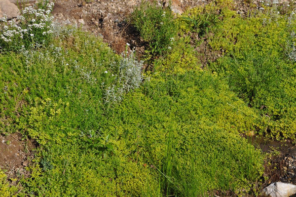 Sedum sarmentosum (Stringy Stonecrop)