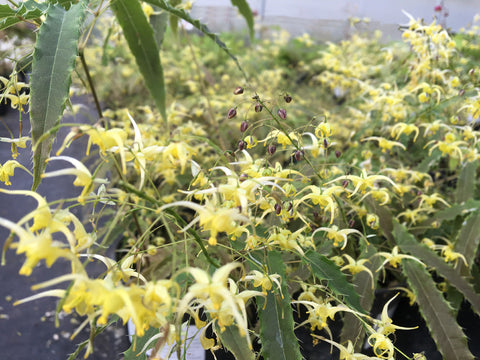 Epimedium 'Tarantula'