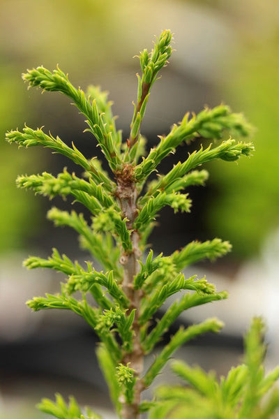 Taxodium distichum 'Hursley Park'
