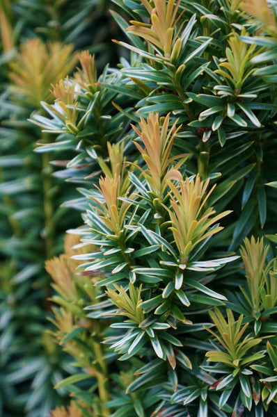 Taxus baccata 'Silver Spire'