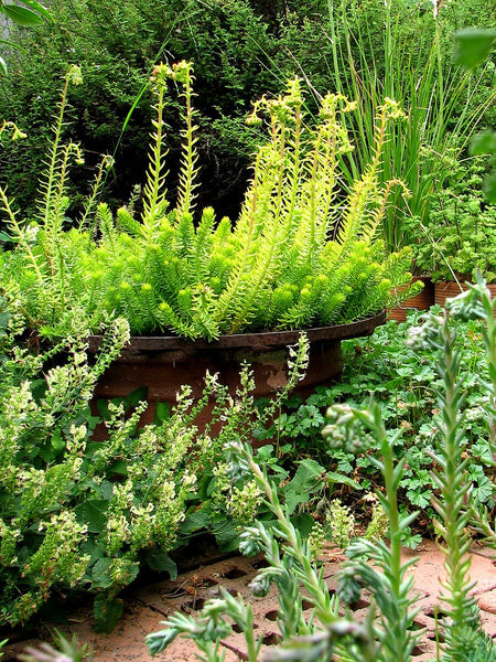 Teucrium scorodonia 'Crispum'
