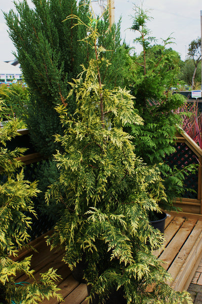 Thuja plicata 'Zebrina'