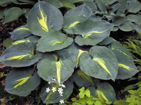 Hosta 'Thunderbolt'