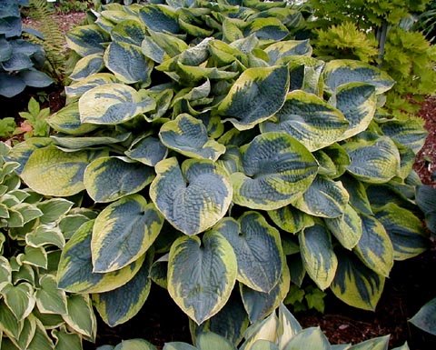 Hosta 'Tokudama Flavocircinalis'