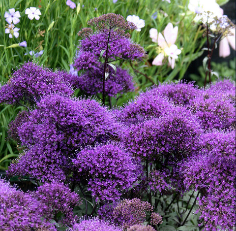 Trachelium caeruleum 'Hamer Pandora'