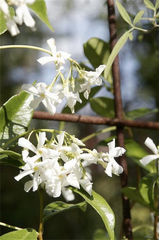 Trachelospermum jasminoides 'Madison'