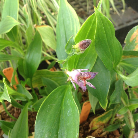 Tricyrtis formosana 'Variegata'