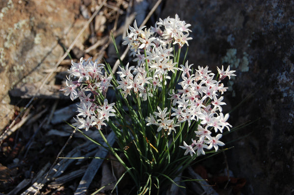 Tulbaghia cominsii