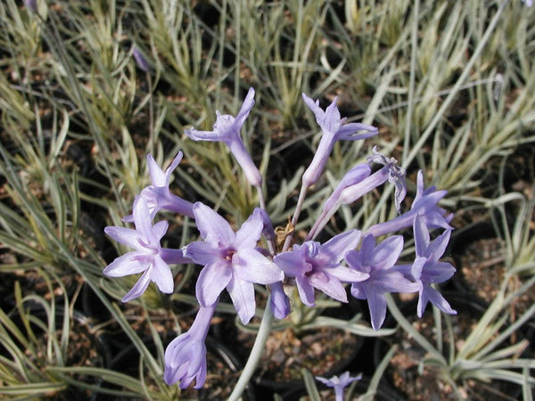 Tulbaghia violacea 'Silver Lace'