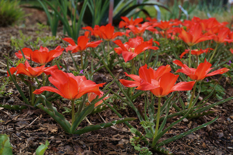 Tulipa linifolia