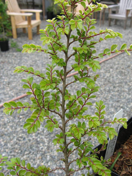 Ulmus x hollandica 'Jacqueline Hillier'
