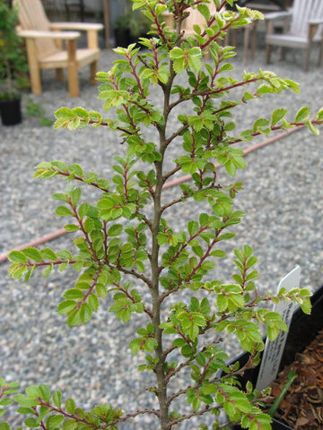 Ulmus x hollandica 'Jacqueline Hillier'