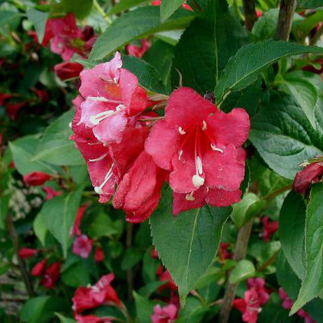 Weigela 'Red Prince'